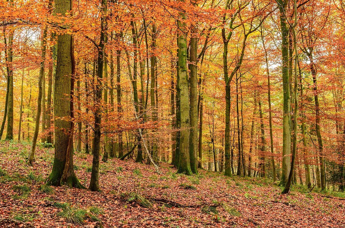 Autumn colours in a Beech Woodland  Forest of Dean, Blakeney, Gloucestershire, England