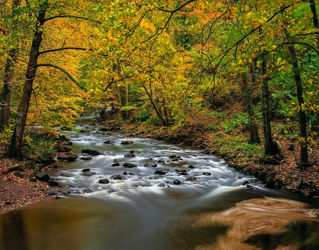 Autumn colour by the East Lyn River in Exmoor National Park near Lynton, Devon, England