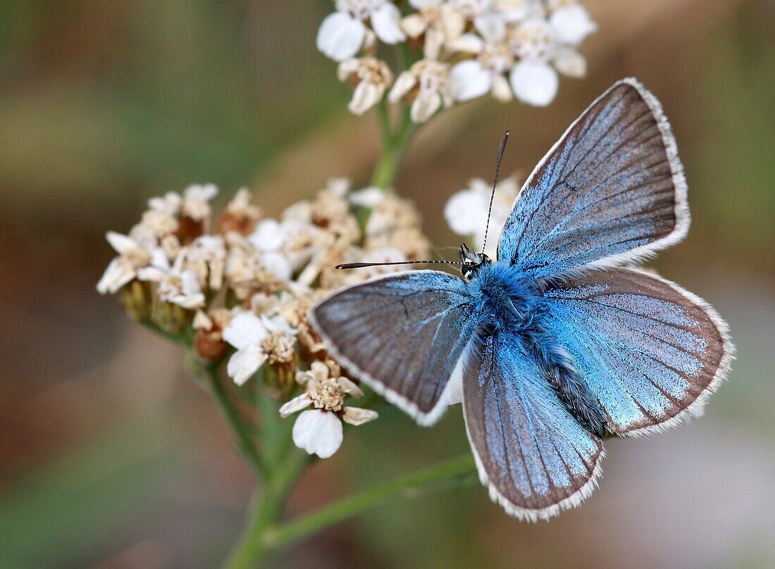 Eastern Baton Blue (Pseudophilotes vicrama) shot in Israel, Summer August.