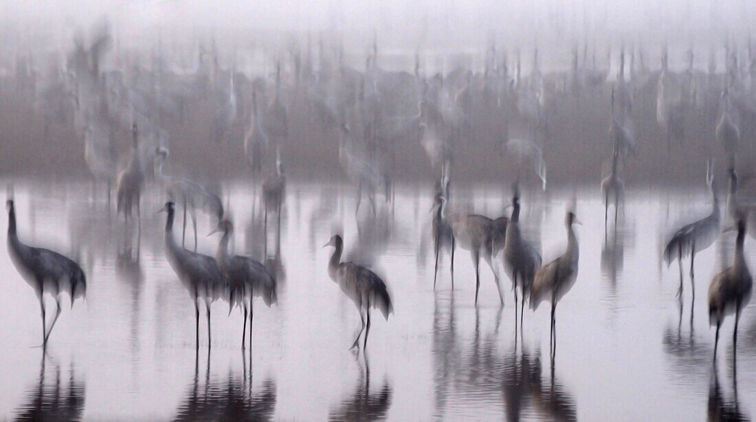 a large flock of Common crane Grus grus Silhouetted at dawn  Large migratory crane species that lives in wet meadows and marshland  It has a wingspan of between 2 and 2 5 metres  It spends the summer in northeastern Europe and western Asia, and overwinter