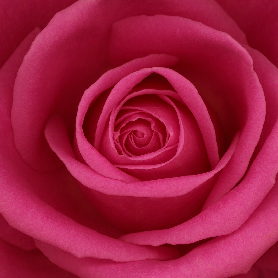Beautiful open pink rose bloom, romantic
