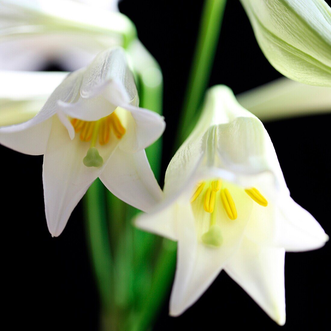 Die wunderbare Longiflorum-Lilie als Symbol für Liebe und Erinnerung - Kunstfotografie