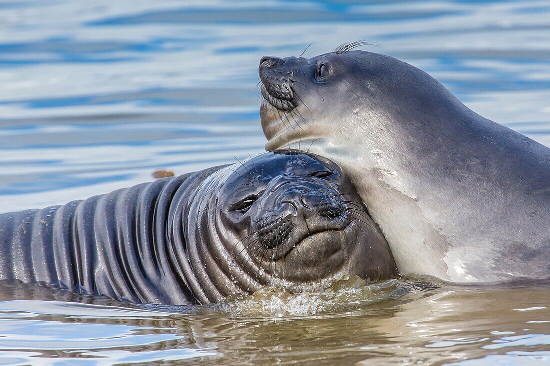 Recently weaned elephant seal pups Mirounga leonina in shallow water at the abandoned Grytviken Whaling Station, South Georgia, South Atlantic Ocean