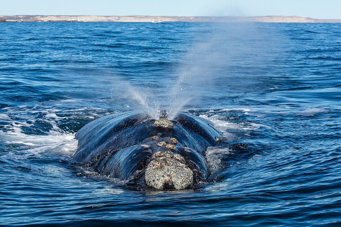 Southern right whale Eubalaena australis surfacing in Puerto Pyramides, Golfo Nuevo, Peninsula Valdes, Argentina, South Atlantic Ocean