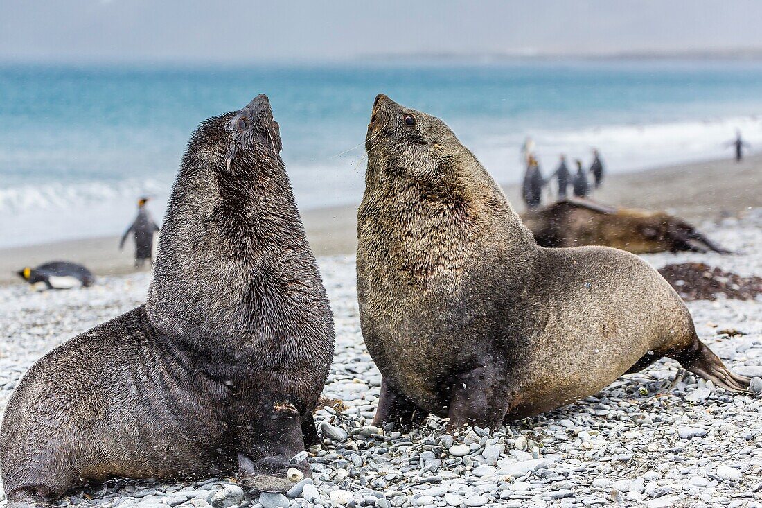 Adult bull Antarctic fur seals Arctocephalus gazella establishing mating territories on the beach at Salisbury Plain on South Georgia Island, Southern Ocean