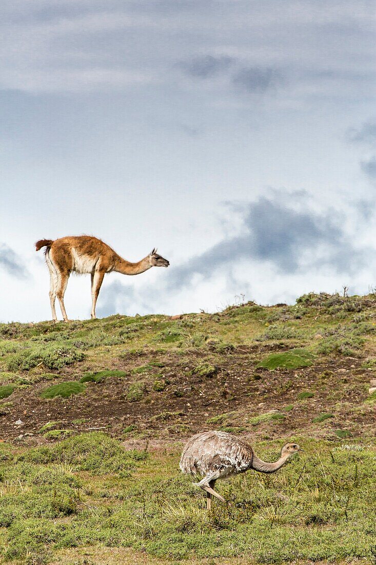 Adult lesser rhea Pterocnemia pennata foraging near an adult guanaco Lama guanicoe in Torres del Paine National Park, Patagonia, Chile