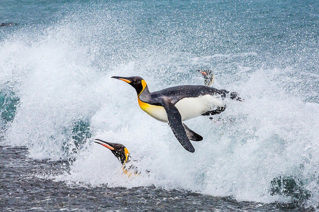 Adult king penguins Aptenodytes patagonicus returning through surf to the nesting and breeding colony at Salisbury Plain on South Georgia Island, South Atlantic Ocean