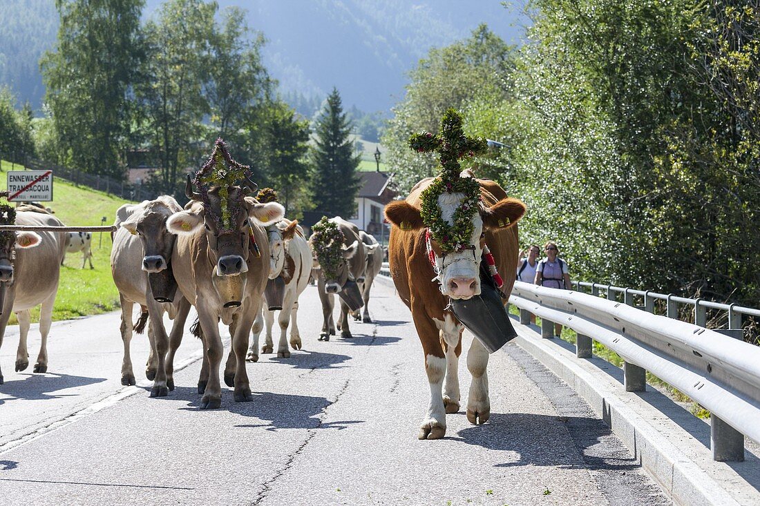 Cows returning from their summer pastures in the mountains for winter Almabtrieb in the valley of Martell val martello. At the end of summer the cows are driven back in a cow train cow parade or cow convoy to the valleys from their summer pastures. Due to