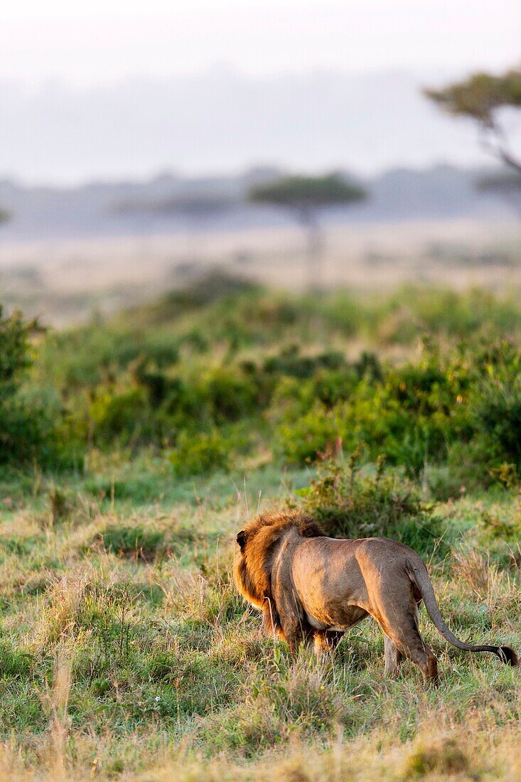 Lion Panthera leo Maasai Mara, Kenya  Africa, East Africa, kenya, Maasai Mara, December