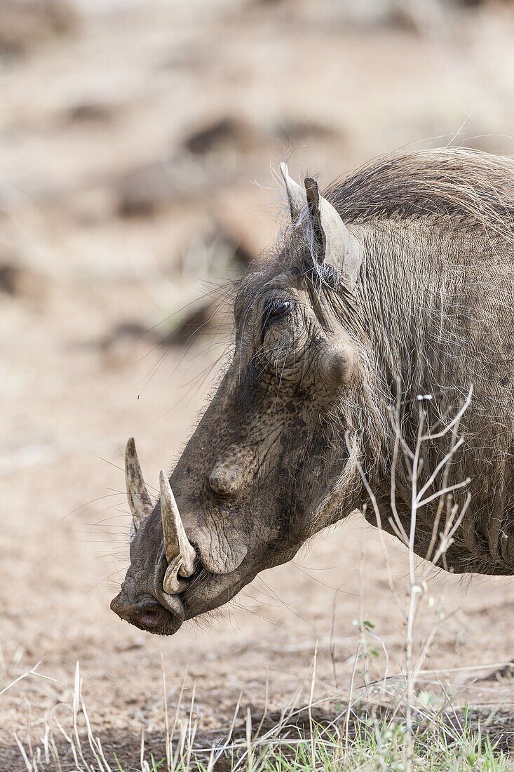 Warthog Phacochoerus africanus, Tsavo-West, Kenya, Portrait of an old male  Africa, East Africa, Kenya, Tsavo West National Park, December