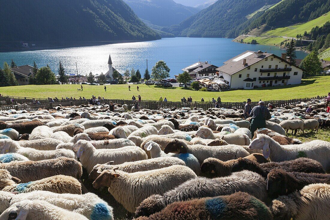 Transhumance - the great sheep trek across the main alpine crest in the Oetztal Alps between South Tyrol, Italy, and North Tyrol, Austria  The sheep arrive in the village of Vernagt vernago where a big folk festival takes place  After arriving in the vall