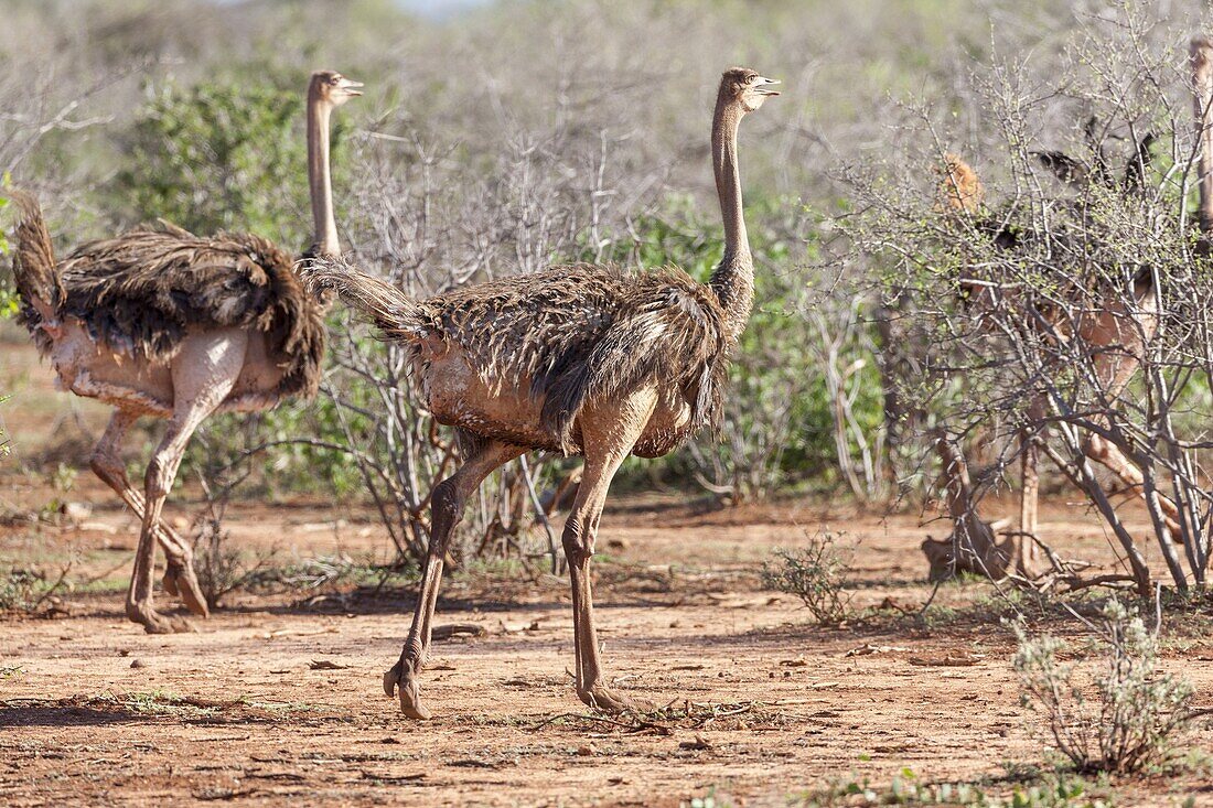 Ostrich Struthio camelus, subspecies Maasai Ostrich, struthio camelus massaicus  Africa, East Africa, Kenya, Tsavo-West NP, December