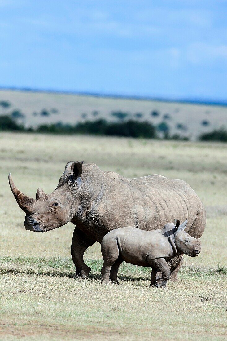 White rhinoceros or square-lipped rhinoceros Ceratotherium simum, mother with calf  Africa, East Africa, Kenya, December