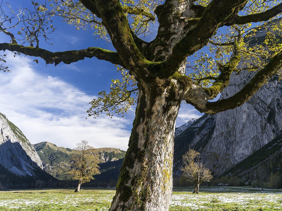 Eng Valley with the famous sycamore maple trees, Karwendel mountain range, during late autumn - fall  The Eng valley is the most famous of all valleys in karwendel mountain range  Next to the sheer rock faces of the karwendel mountains the sycamore maple 