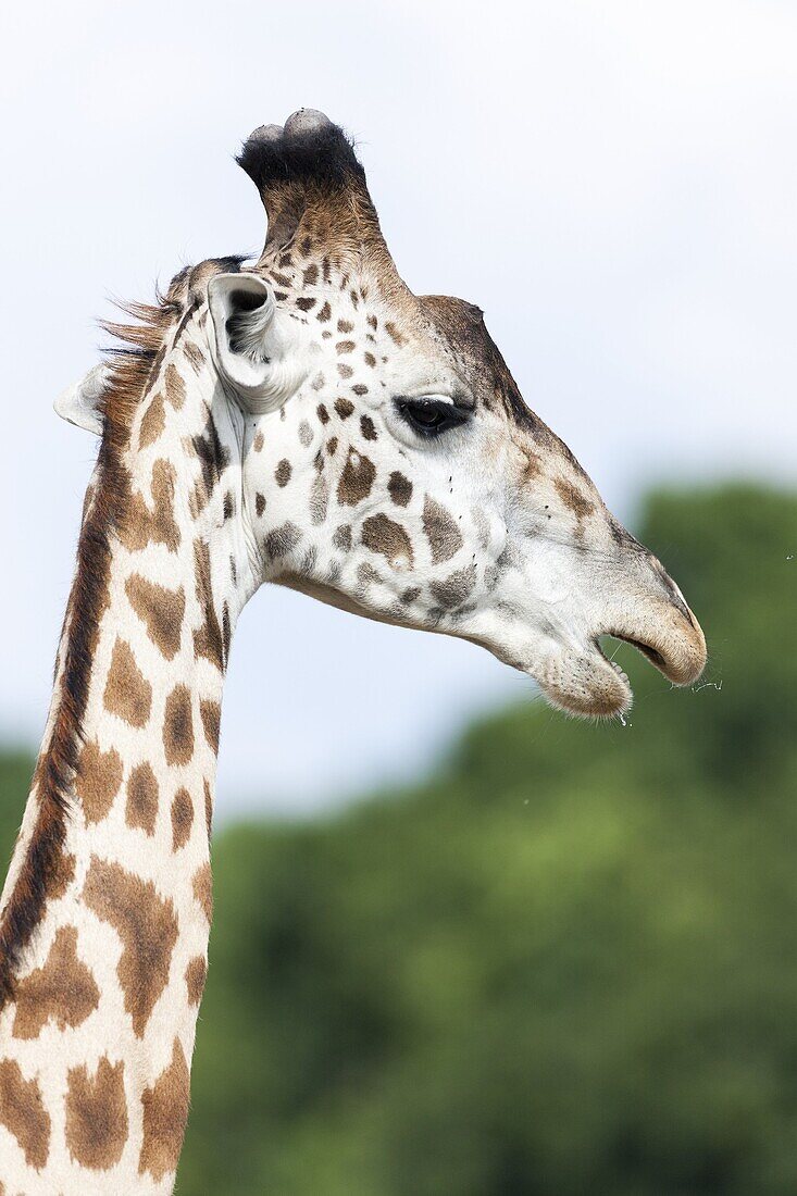 Giraffe giraffa camelopardalis, subspecies Masai Giraffe Giraffa Camelopardalis Tippelskirchi in the Masai Mara Maasai Mara game reserve  Africa, East Africa, Kenya, December