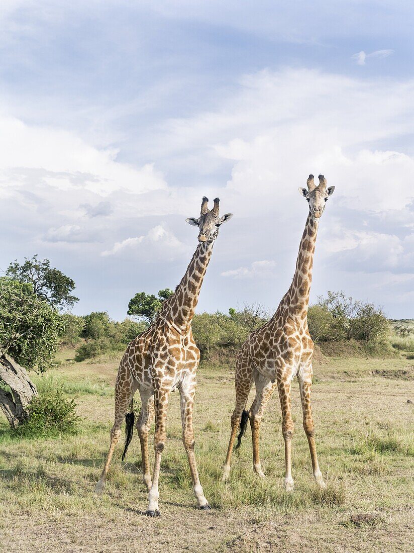 Giraffe giraffa camelopardalis, subspecies Masai Giraffe Giraffa Camelopardalis Tippelskirchi in the Masai Mara Maasai Mara game reserve  Africa, East Africa, Kenya, December