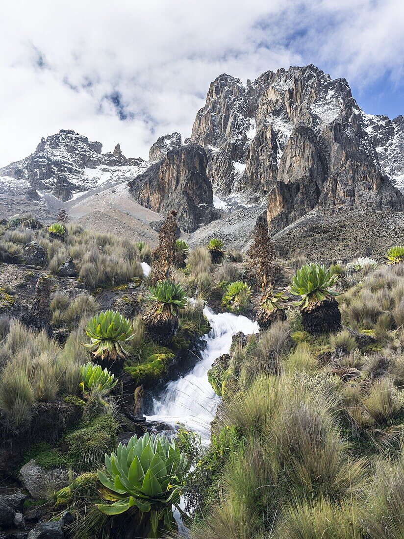 Mount Kenya national park in the highlands of central Kenya, a UNESCO world heritage site. The central part of Mount Kenya with Batian and Nelion and typical afroalpine vegetation of Giant Lobelias and Giant Groundsel seen from north east. The peaks Batia