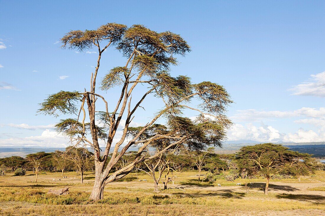 Game Reserve Crescent Island in Lake Naivasha. Africa, East Africa, Kenya, Naivasha, December