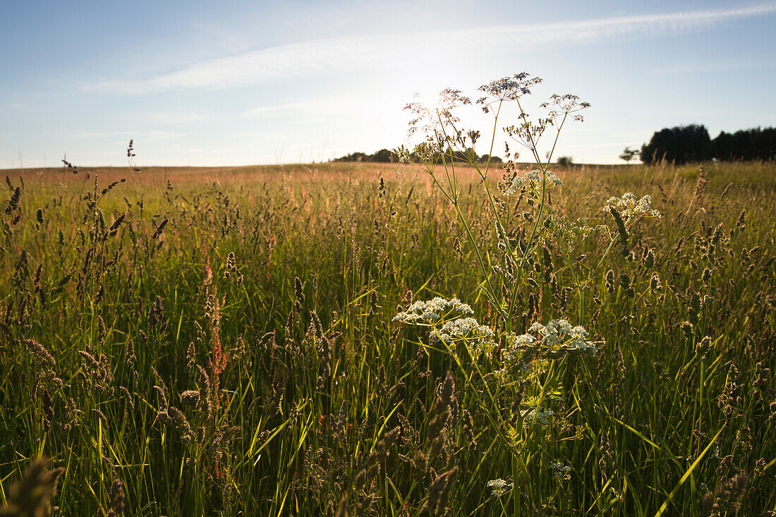 Common yarrow in a meadow, near Sellin, Ruegen island, Baltic Sea, Mecklenburg Western-Pomerania, Germany