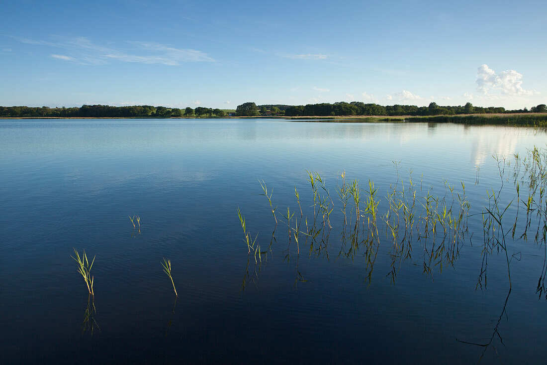 Reeds in Selliner See, near Sellin, Ruegen island, Baltic Sea, Mecklenburg Western-Pomerania, Germany