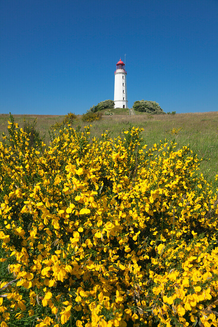 Ginster vor dem Leuchtturm auf dem Dornbusch, Insel Hiddensee, Nationalpark Vorpommersche Boddenlandschaft, Ostsee, Mecklenburg-Vorpommern, Deutschland