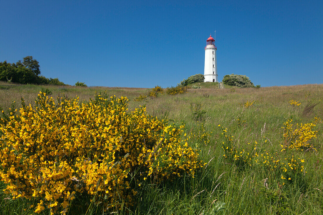 Ginster vor dem Leuchtturm auf dem Dornbusch, Insel Hiddensee, Nationalpark Vorpommersche Boddenlandschaft, Ostsee, Mecklenburg-Vorpommern, Deutschland