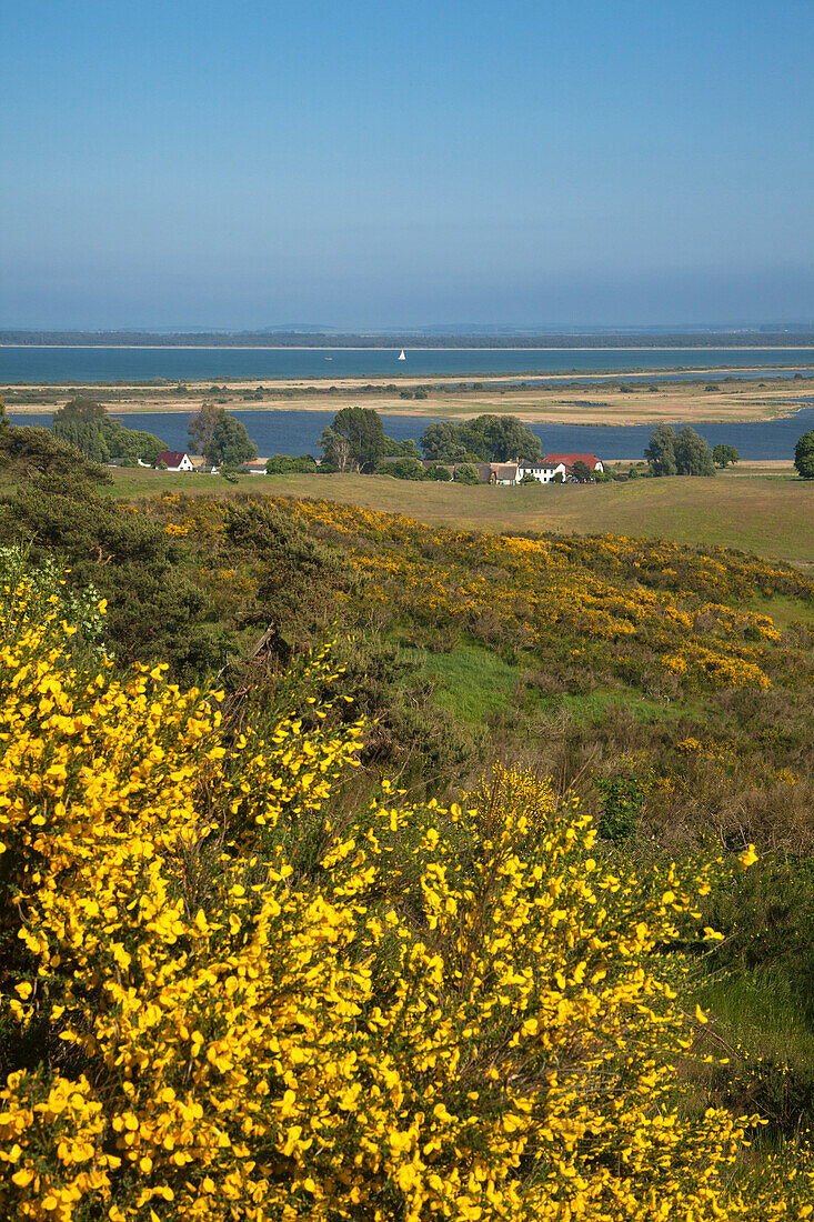 Ginster, Blick vom Dornbusch über den Bodden zur Insel Rügen, Insel Hiddensee, Ostsee, Mecklenburg-Vorpommern, Deutschland