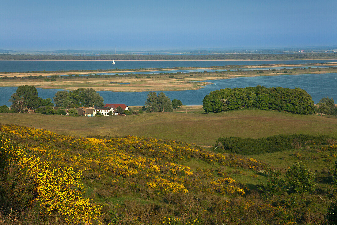 Ginster, Blick vom Dornbusch über den Bodden zur Insel Rügen, Insel Hiddensee, Ostsee, Mecklenburg-Vorpommern, Deutschland
