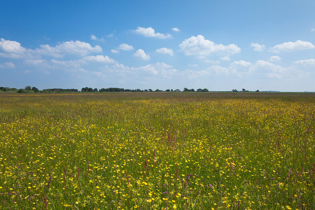 Blumen auf einer Wiese, Insel Hiddensee, Nationalpark Vorpommersche Boddenlandschaft, Ostsee, Mecklenburg-Vorpommern, Deutschland