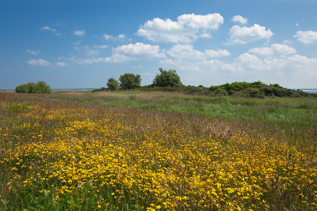 Flowers on a meadow, Hiddensee island, National Park Vorpommersche Boddenlandschaft, Baltic Sea, Mecklenburg Western-Pomerania, Germany