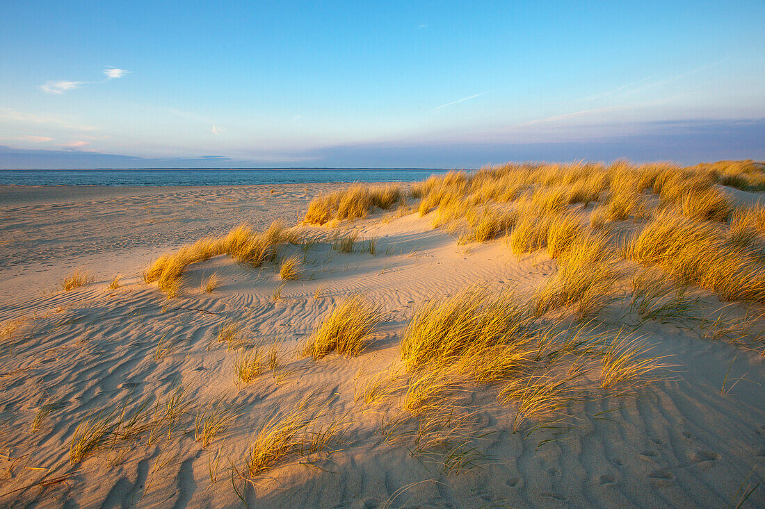 Dünen am Strand, Halbinsel Ellenbogen, Insel Sylt, Nordsee, Nordfriesland, Schleswig-Holstein, Deutschland