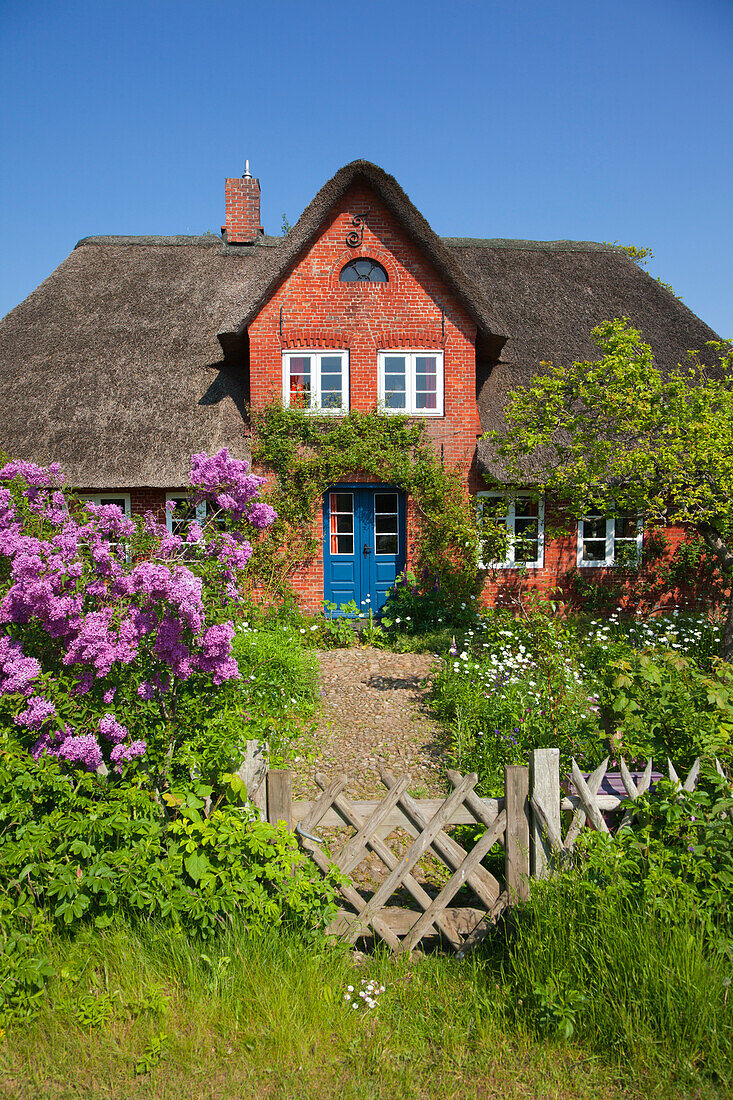 Blühender Flieder vor reetgedecktem Friesenhaus, Nebel, Insel Amrum, Nordsee, Nordfriesland, Schleswig-Holstein, Deutschland