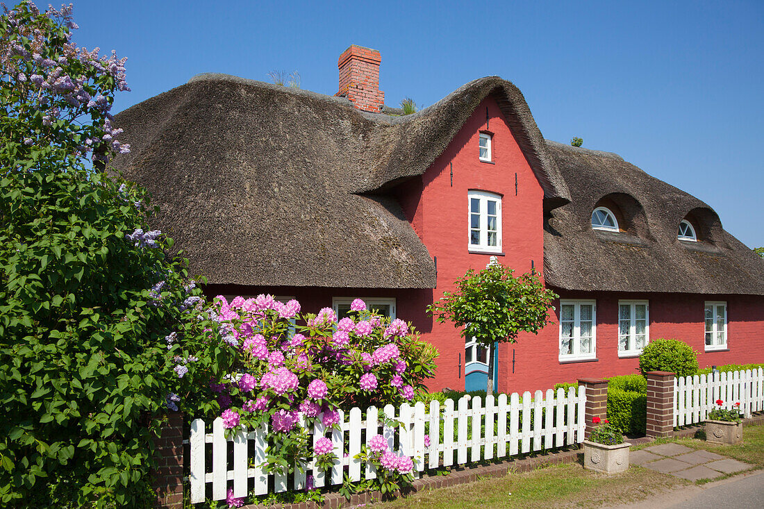 Rhododendron in front of a frisian house with thatched roof, Sueddorf, Amrum island, North Sea, North Friesland, Schleswig-Holstein, Germany