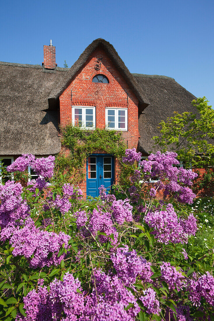 Common lilac in front of a frisian house with thatched roof, Nebel, Amrum island, North Sea, North Friesland, Schleswig-Holstein, Germany