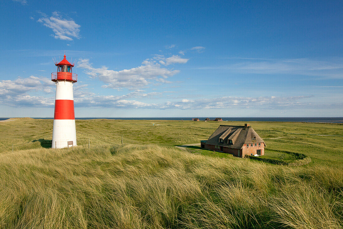 Frisian house with thatched roof, Ellenbogen peninsula, Sylt island, North Sea, North Friesland, Schleswig-Holstein, Germany