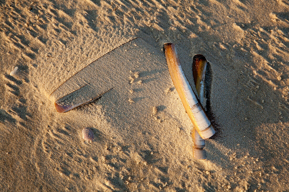 Clams at Kniepsand, Amrum island, North Sea, North Friesland, Schleswig-Holstein, Germany