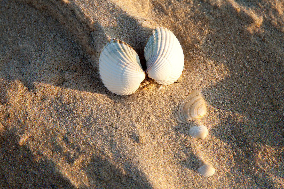 Muscheln im Kniepsand, Insel Amrum, Nordsee, Nordfriesland, Schleswig-Holstein, Deutschland