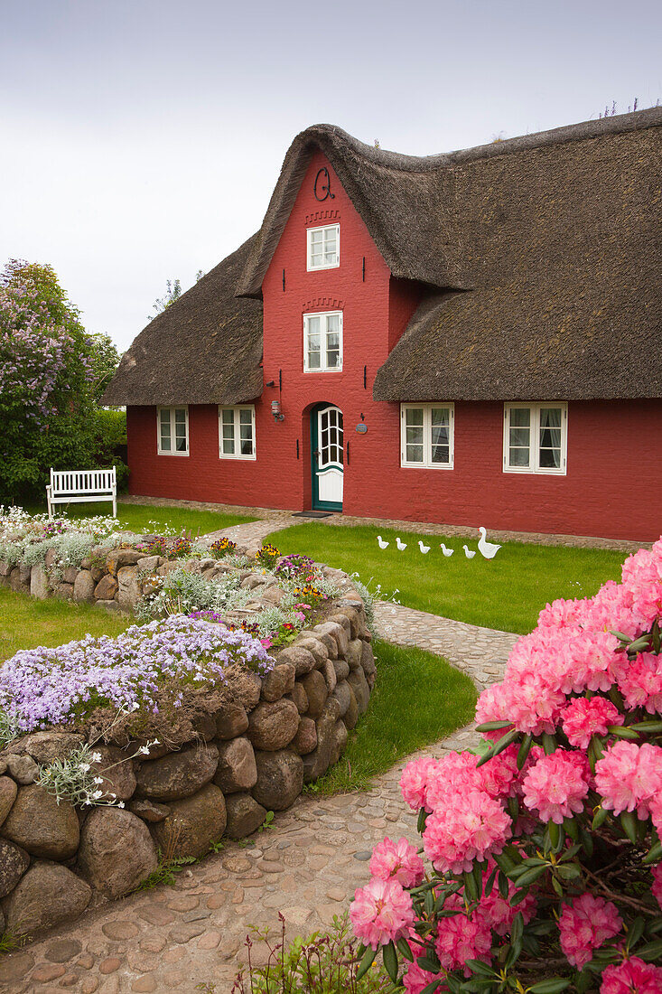 Rhododendron in front of a frisian house with thatched roof, Nebel, Amrum island, North Sea, North Friesland, Schleswig-Holstein, Germany