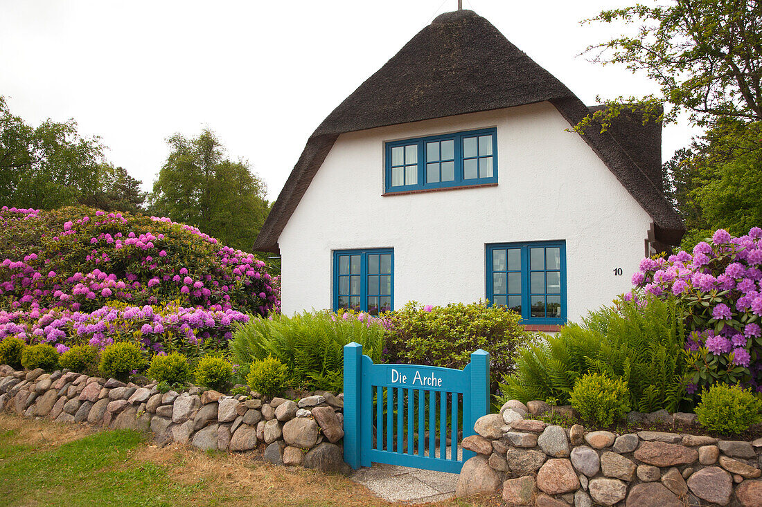 Rhododendron in front of a frisian house with thatched roof, Nebel, Amrum island, North Sea, North Friesland, Schleswig-Holstein, Germany