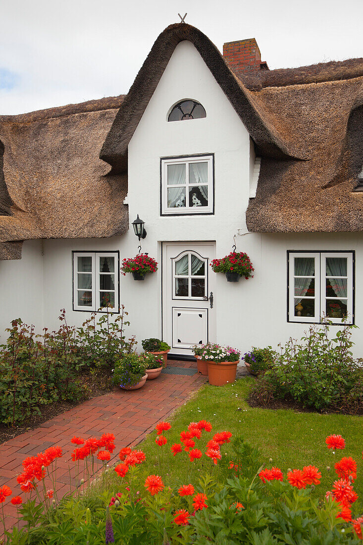Poppies in front of a frisian house with thatched roof, Nebel, Amrum island, North Sea, North Friesland, Schleswig-Holstein, Germany