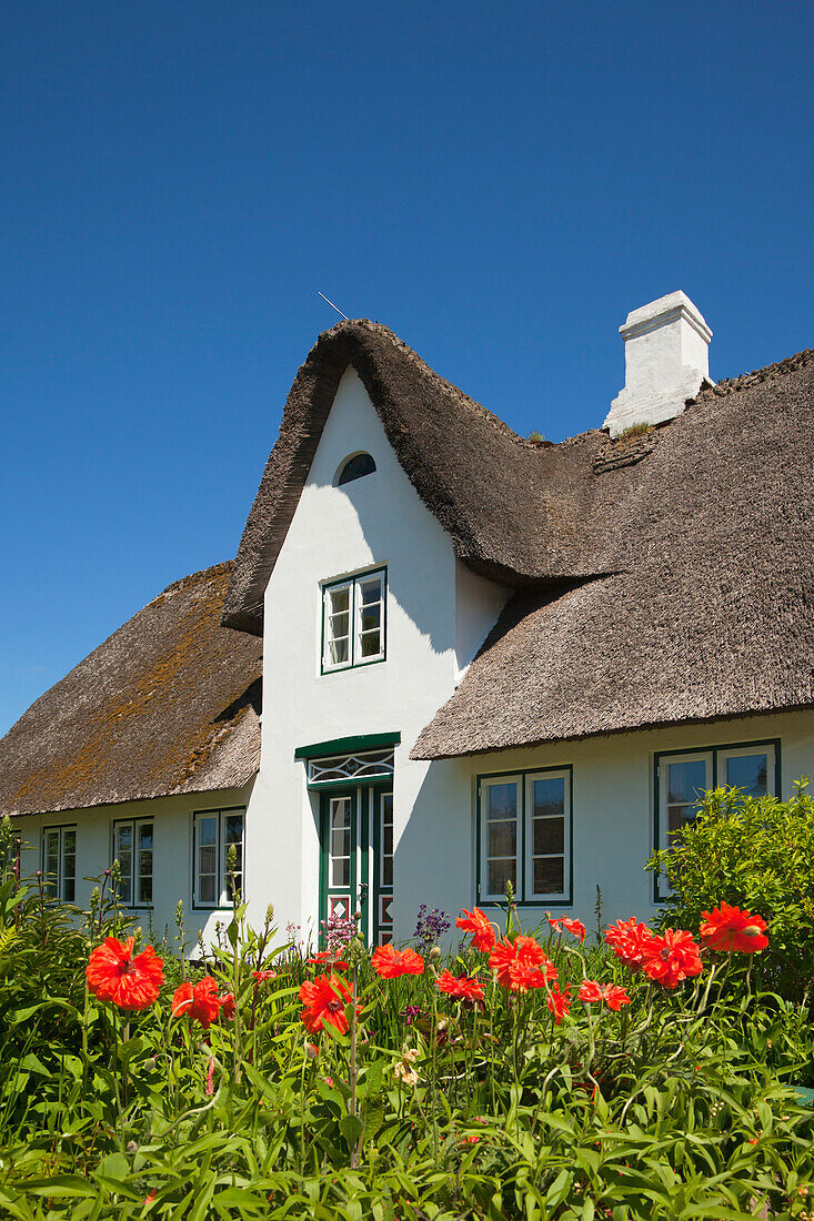 Mohnblumen vor reetgedecktem Friesenhaus, Keitum, Insel Sylt, Nordsee, Nordfriesland, Schleswig-Holstein, Deutschland