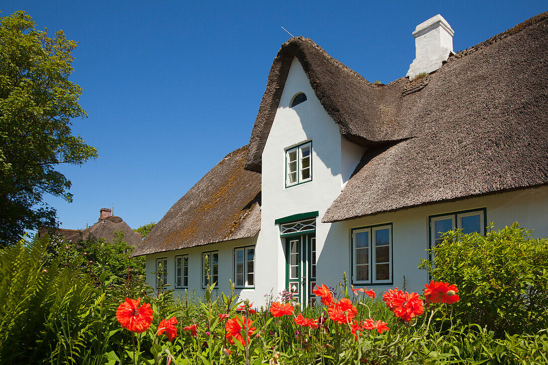 Poppies in front of a frisian house with thatched roof, Sylt island, North Sea, North Friesland, Schleswig-Holstein, Germany
