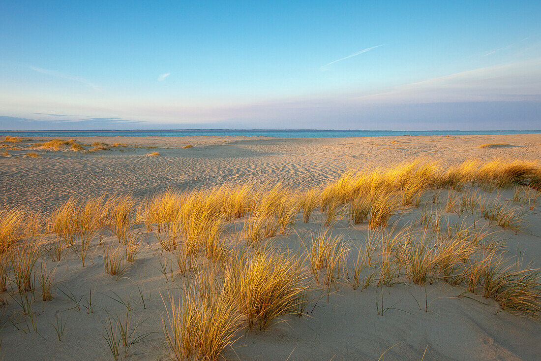 Dünen am Strand, Halbinsel Ellenbogen, Insel Sylt, Nordsee, Nordfriesland, Schleswig-Holstein, Deutschland