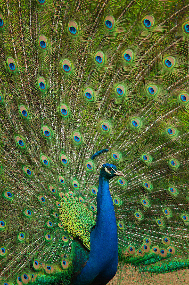 Peacock, Pfaueninsel, Berlin, Germany