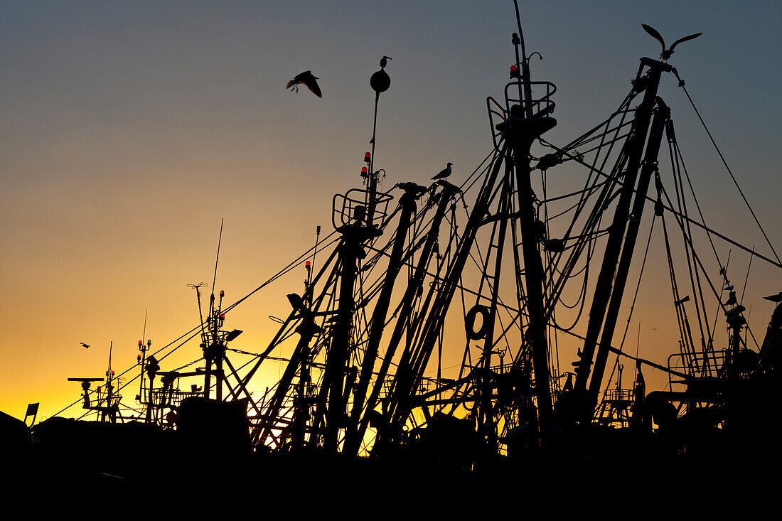 Sunset in the harbour, Fishing boats in the marina, Essaouira, Morocco