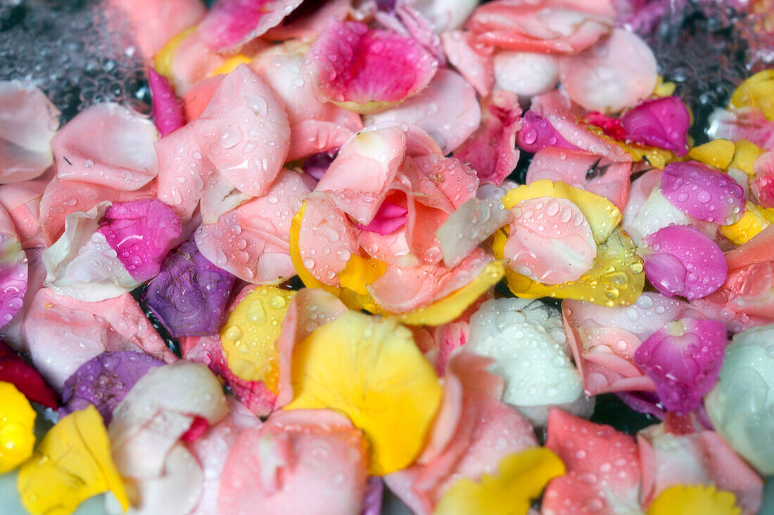 Rose petals in water, Riad Enija, Marrakech, Morocco