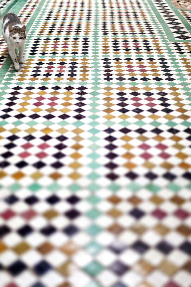 Cat walking on tiling in the courtyard, Riad Kaiss, Marrakech, Morocco