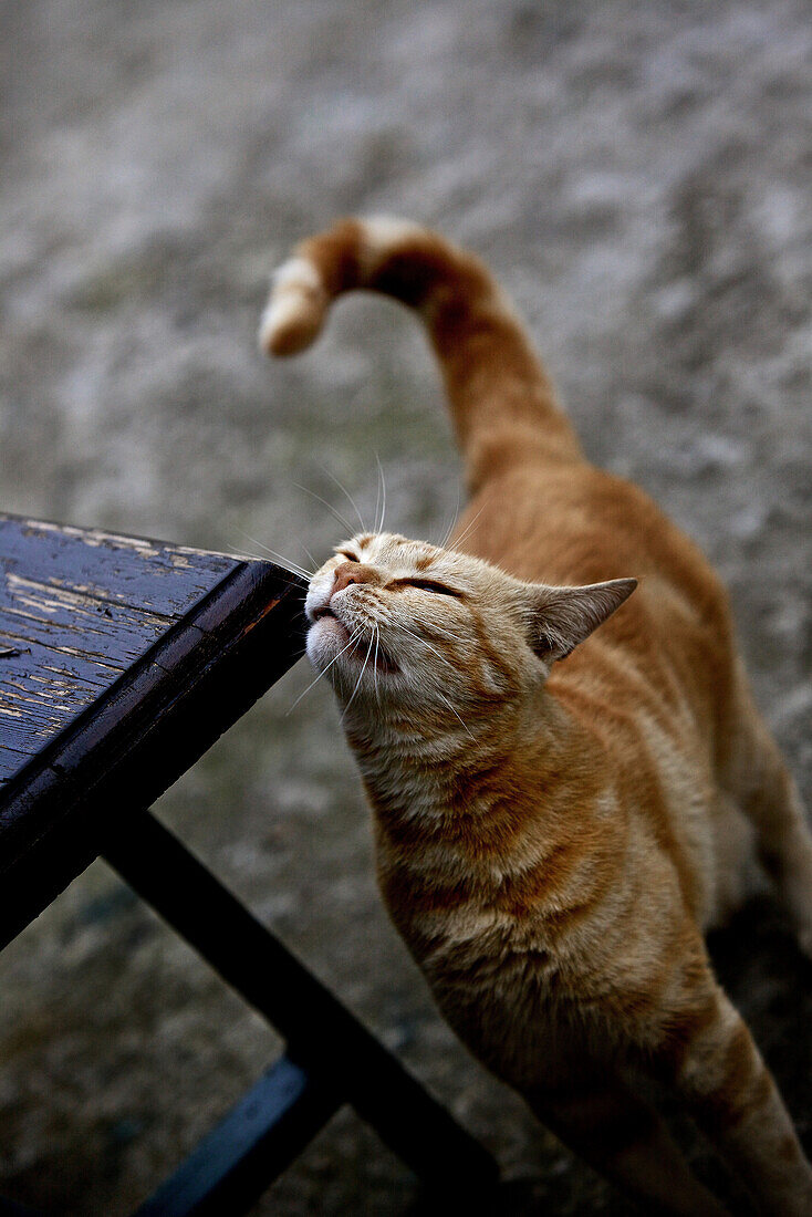 Cat striping her head on a bench, Hvar, Dalmatia, Croatia
