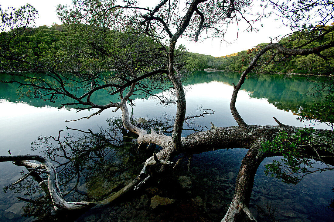 Alter Baum liegt in einem See, Hvar, Dalmatien, Kroatien