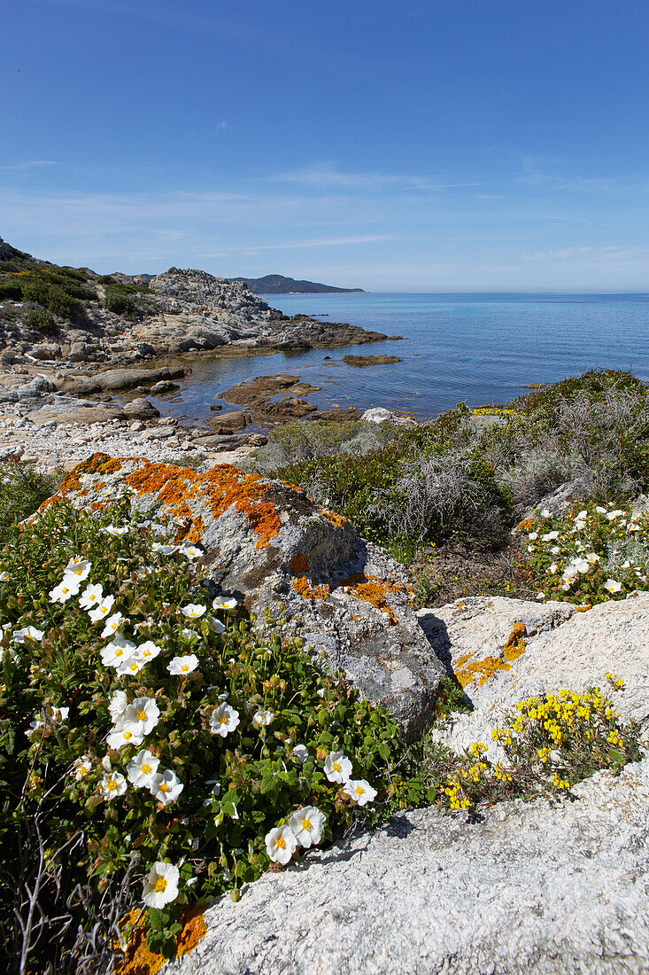 Flowers along the Mediterranean coast,  Desert des Agriates, Corsica, France